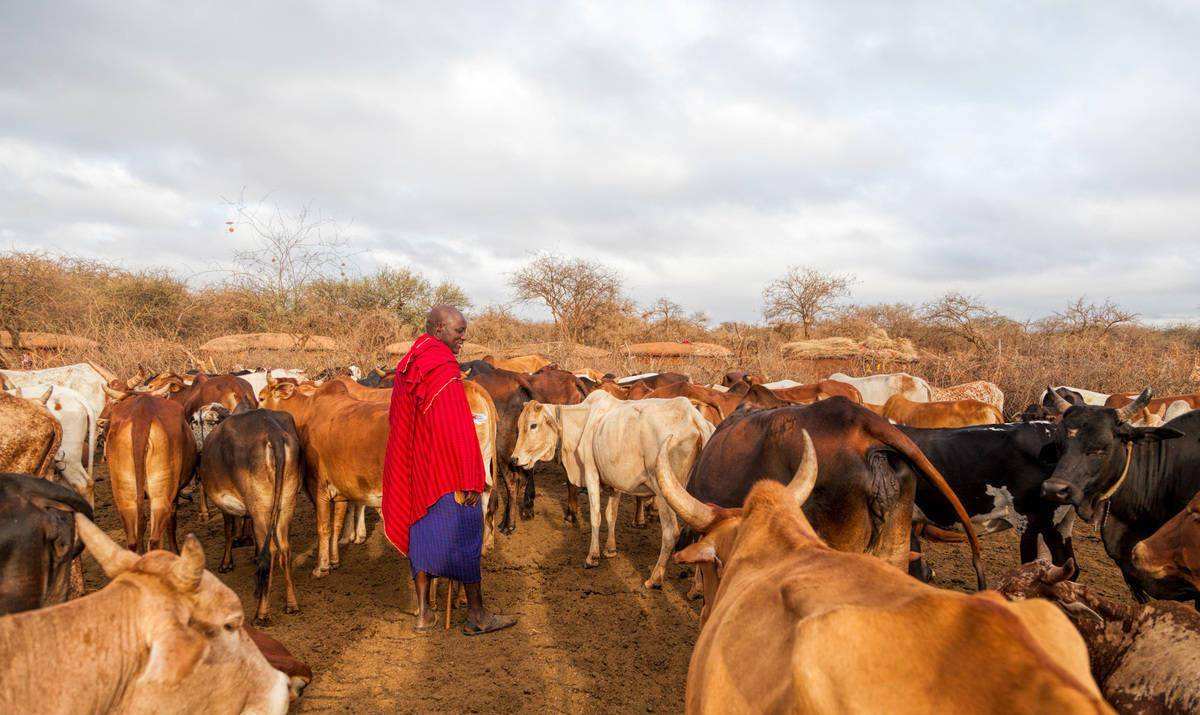 作为非洲二哥的鬣狗，为何不怕狮子怕非洲人？非洲人怎么对它的？