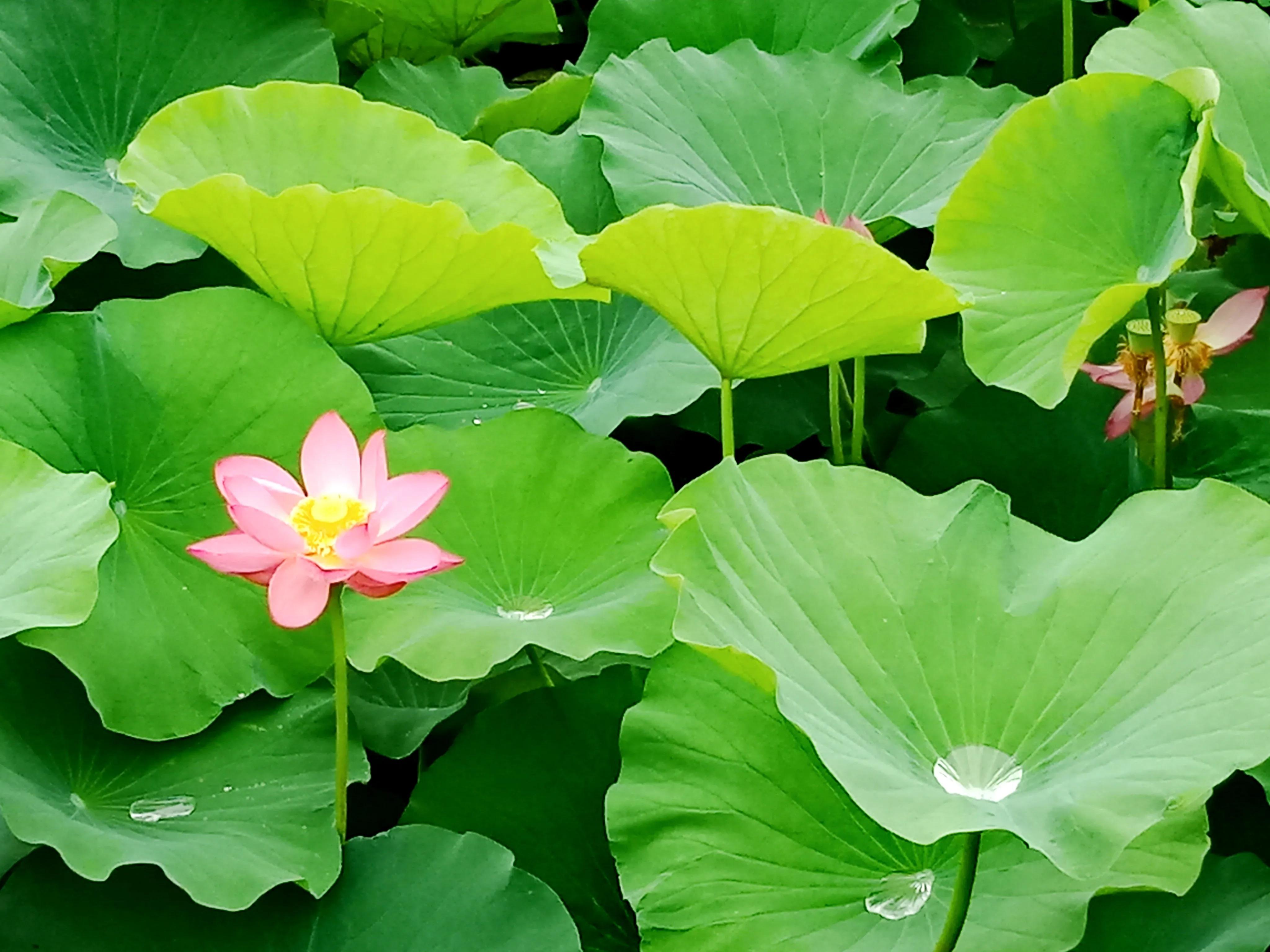 夏日的一抹淡红，点染了清凉的绿意