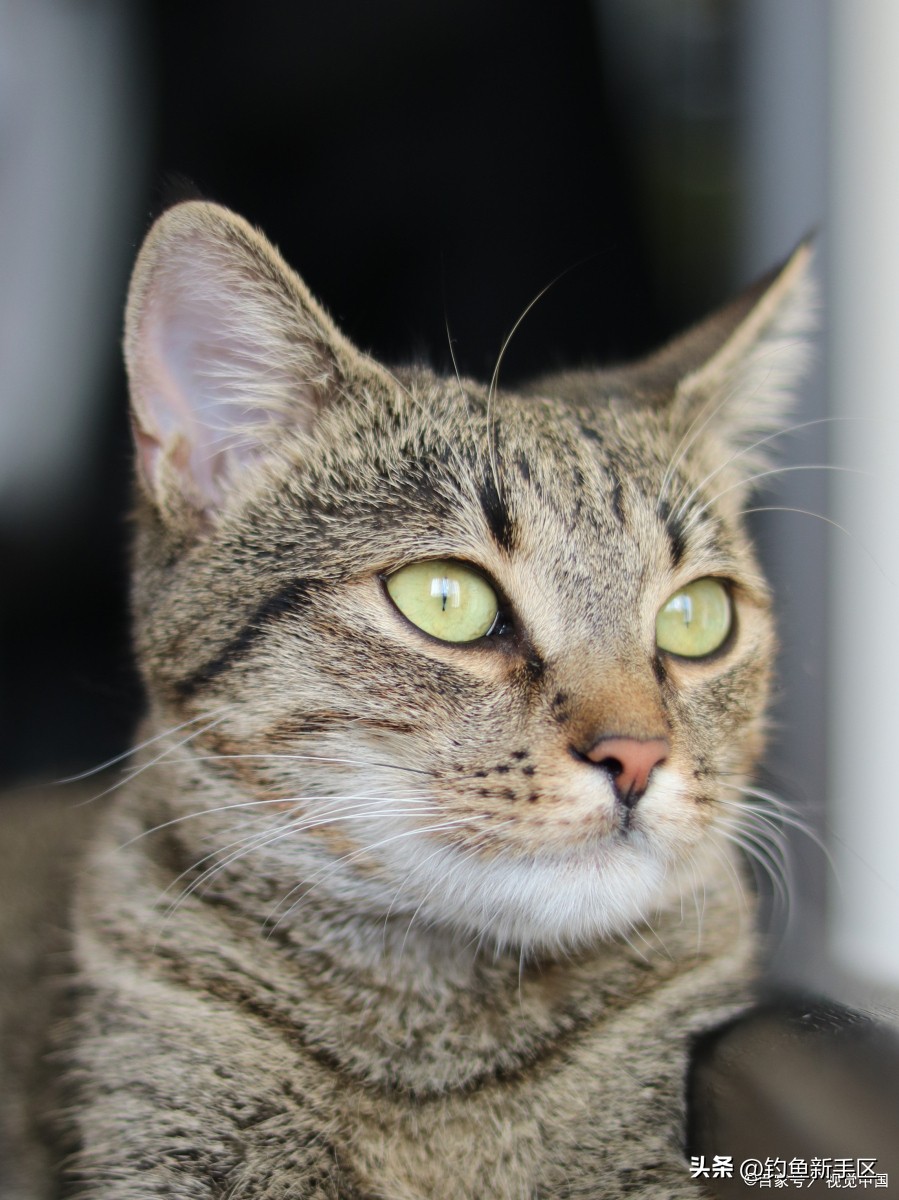 猫咪剃毛后发情怎么缓解,公猫咪剃毛后发情怎么缓解