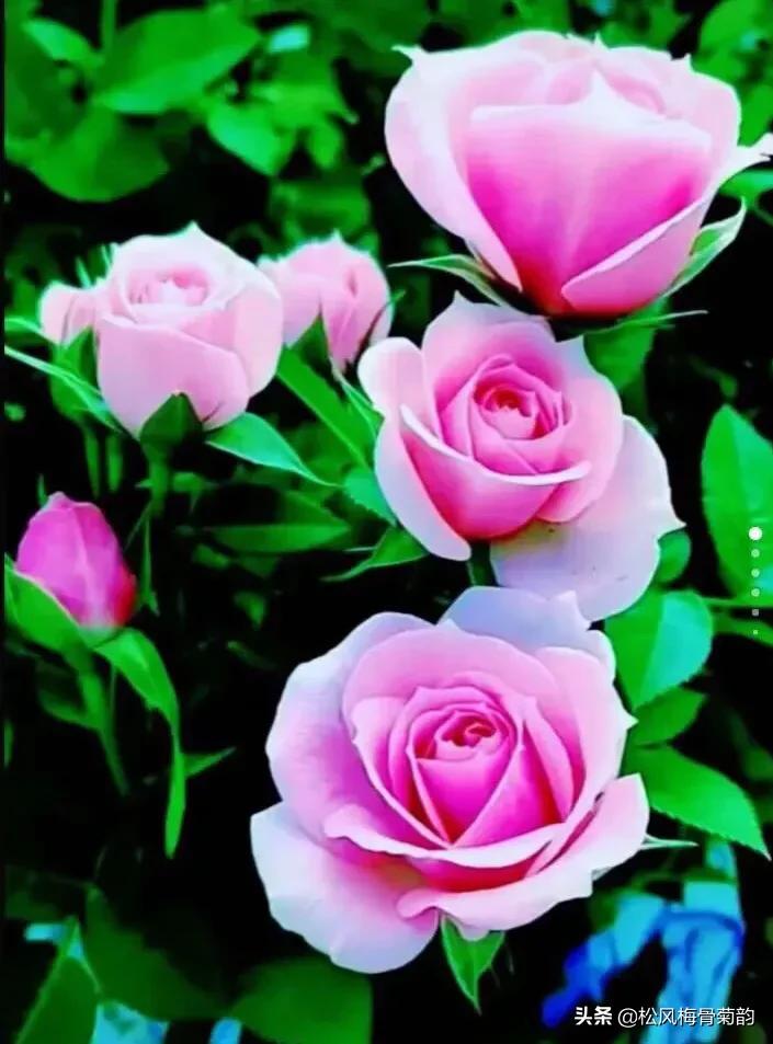 阳光染花颜，清露润芳心，倾情一绽为君开，只盼君再来