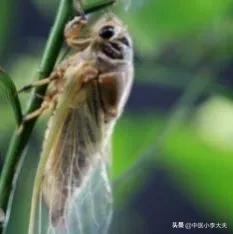 蝉蜕搭配什么治疗明目退翳,含蝉蜕的中药方