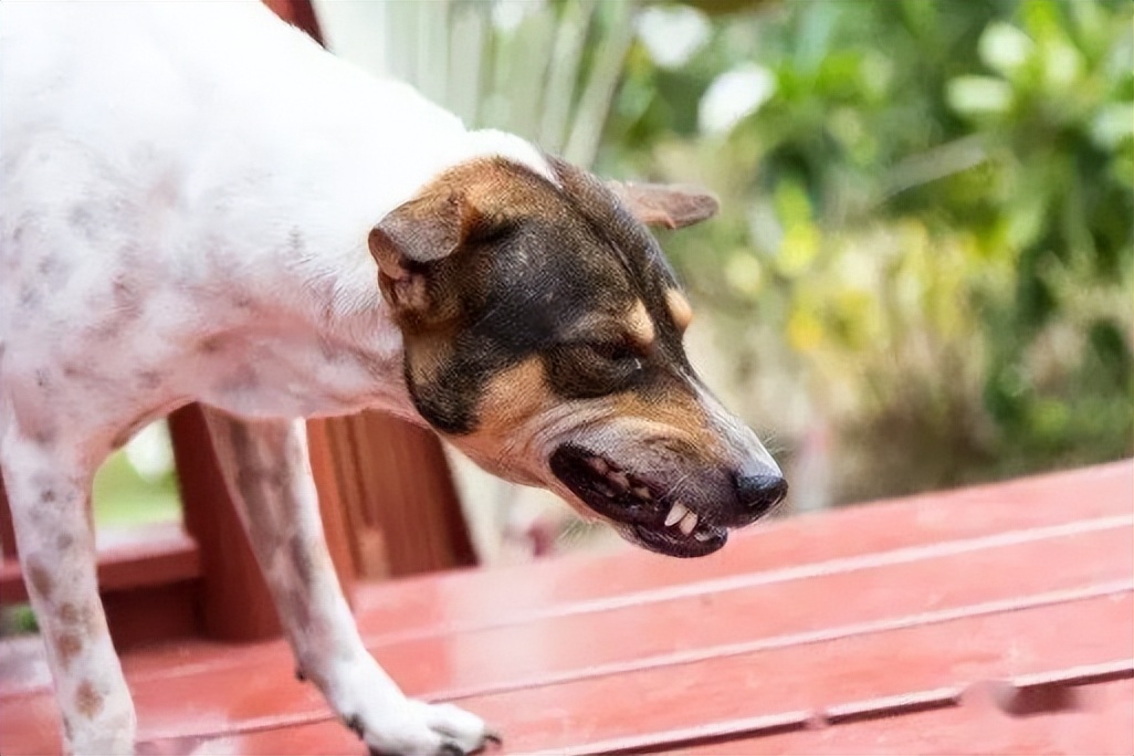 狗狗吞食异物一星期还能催吐么,怎么判断狗狗是否吞了异物