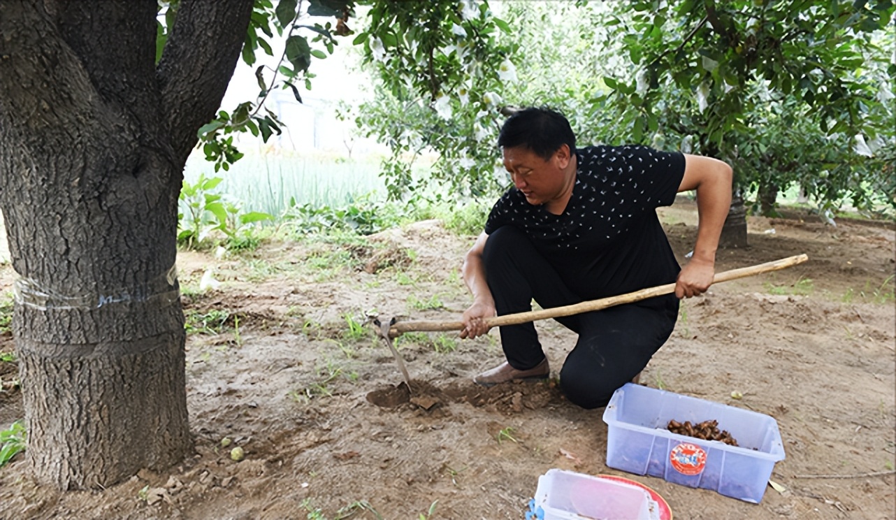 金蝉里的金豆能卖多少钱,农村小伙果园养金蝉一年卖6000万