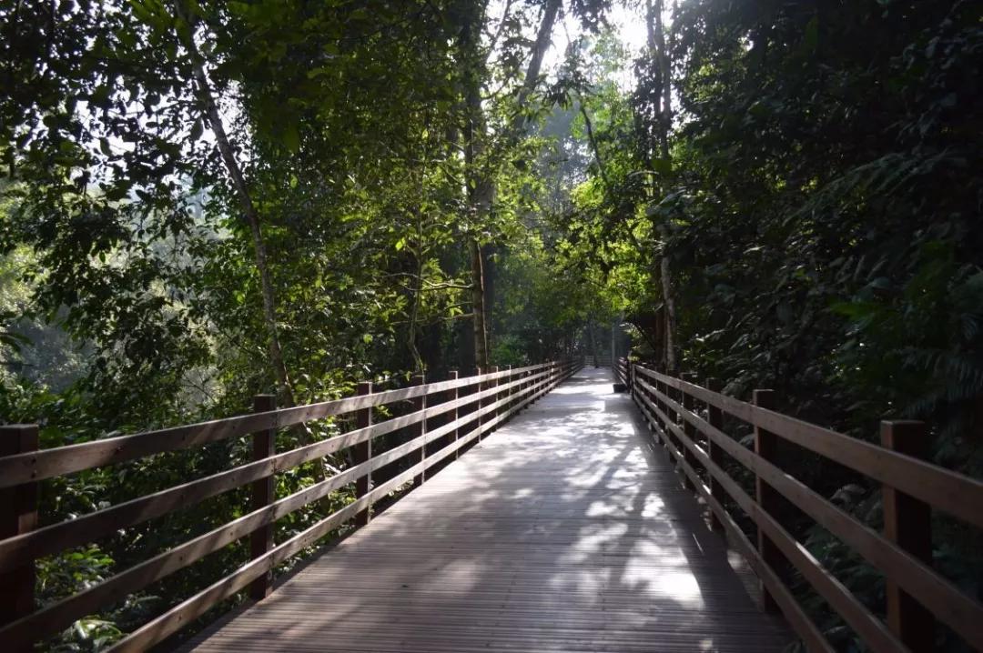 云南西双版纳旅游攻略app,云南西双版纳旅游攻略自由行12月