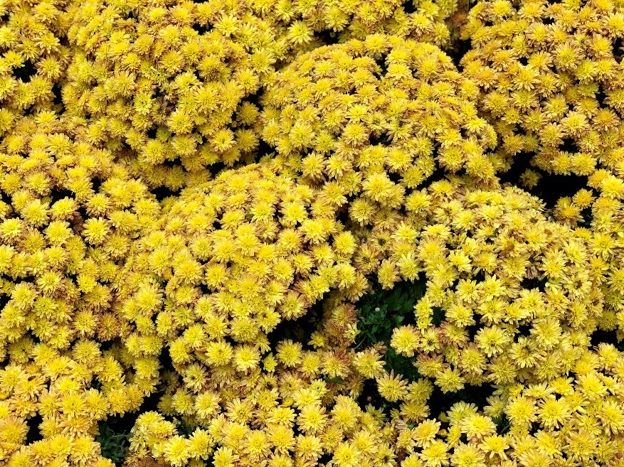 东湖公园赏菊花,深圳市东湖公园一年一季的菊花展