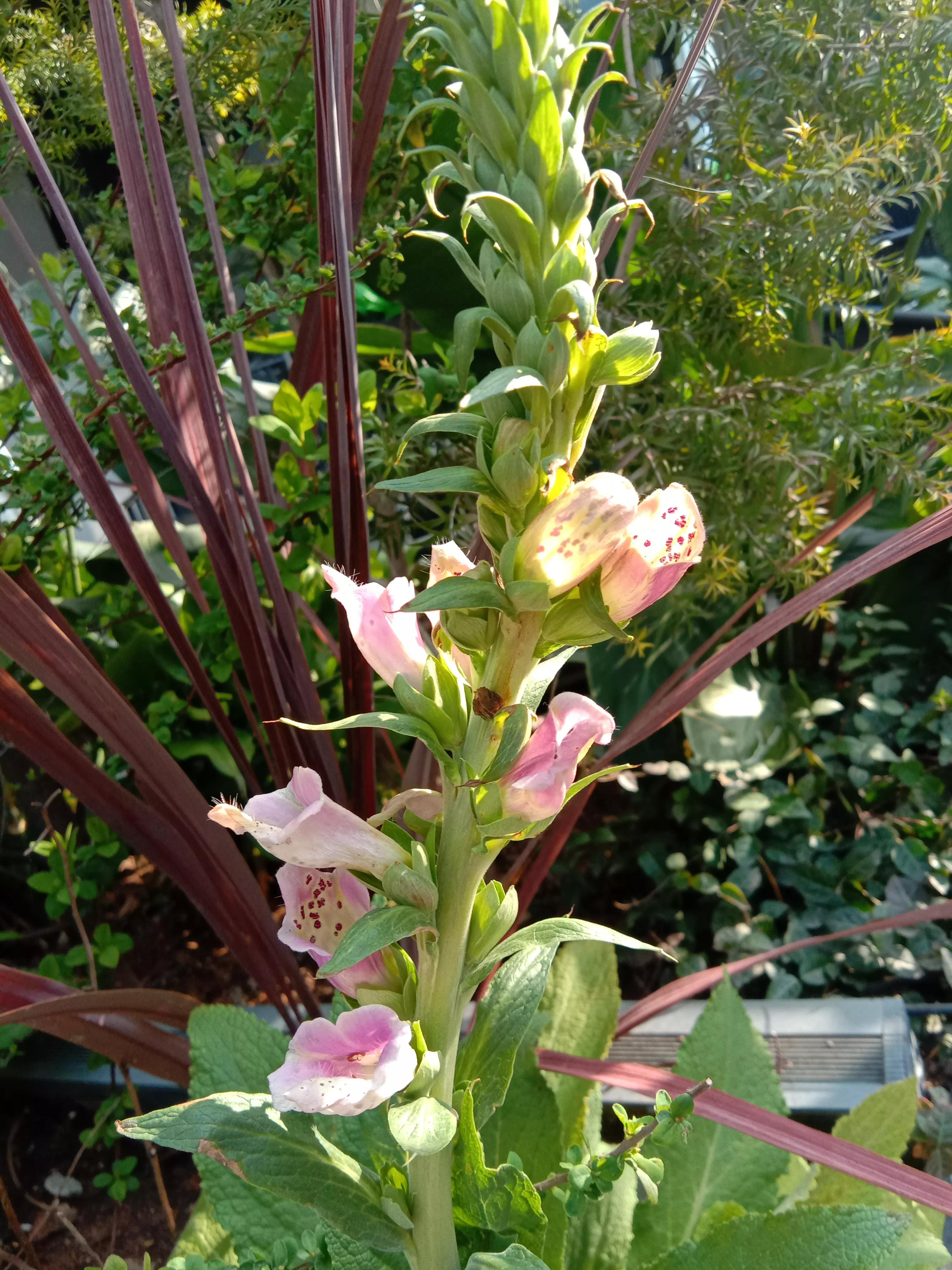 花开花香浓郁,花开花香粤语
