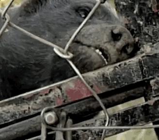 蜜獾为何如此凶猛,蜜獾那么凶猛真实的战斗力咋样