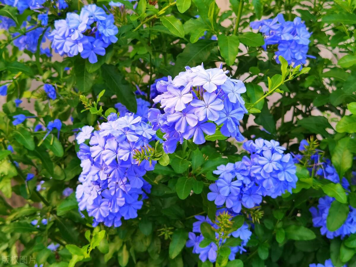 蓝雪花冬季不开花怎么养护,蓝雪花小苗怎么养才能快速爆花