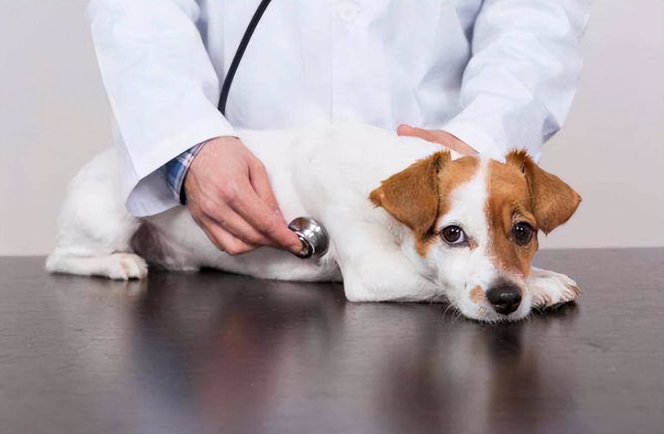 狗狗拉黑色的稀便严重吗,狗狗拉黑色的稀屎怎么回事