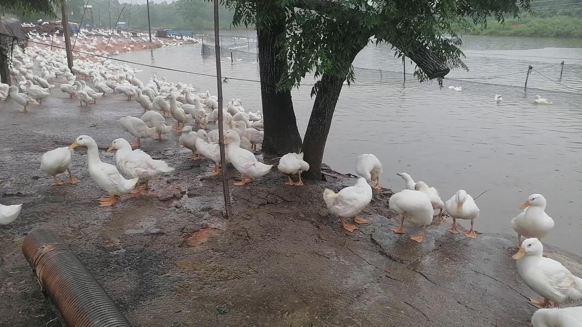 蛋鸭怎么养殖产蛋高,产蛋鸭的养殖技术
