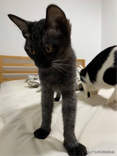 为什么猫咪养着养着就瘦了,猫咪为什么养着养着就发黄了