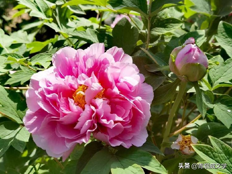 鏆槬闂叉儏璇楀彞,鏆槬鎯呰瘲