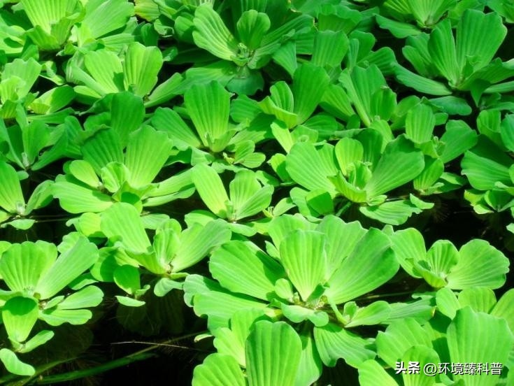 大薸怎么水培繁殖,大薸适合切头繁殖吗