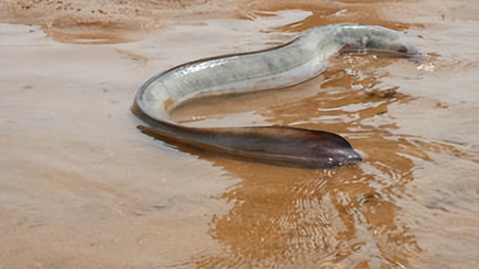 鳗鱼是一种神奇的生物,鳗鱼神奇物种