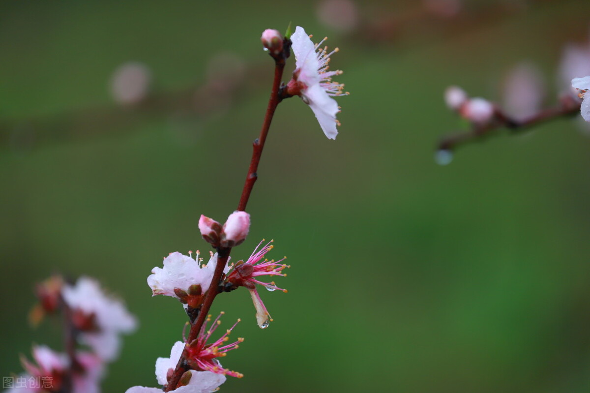 写红和绿的古诗词,古诗中的红绿配
