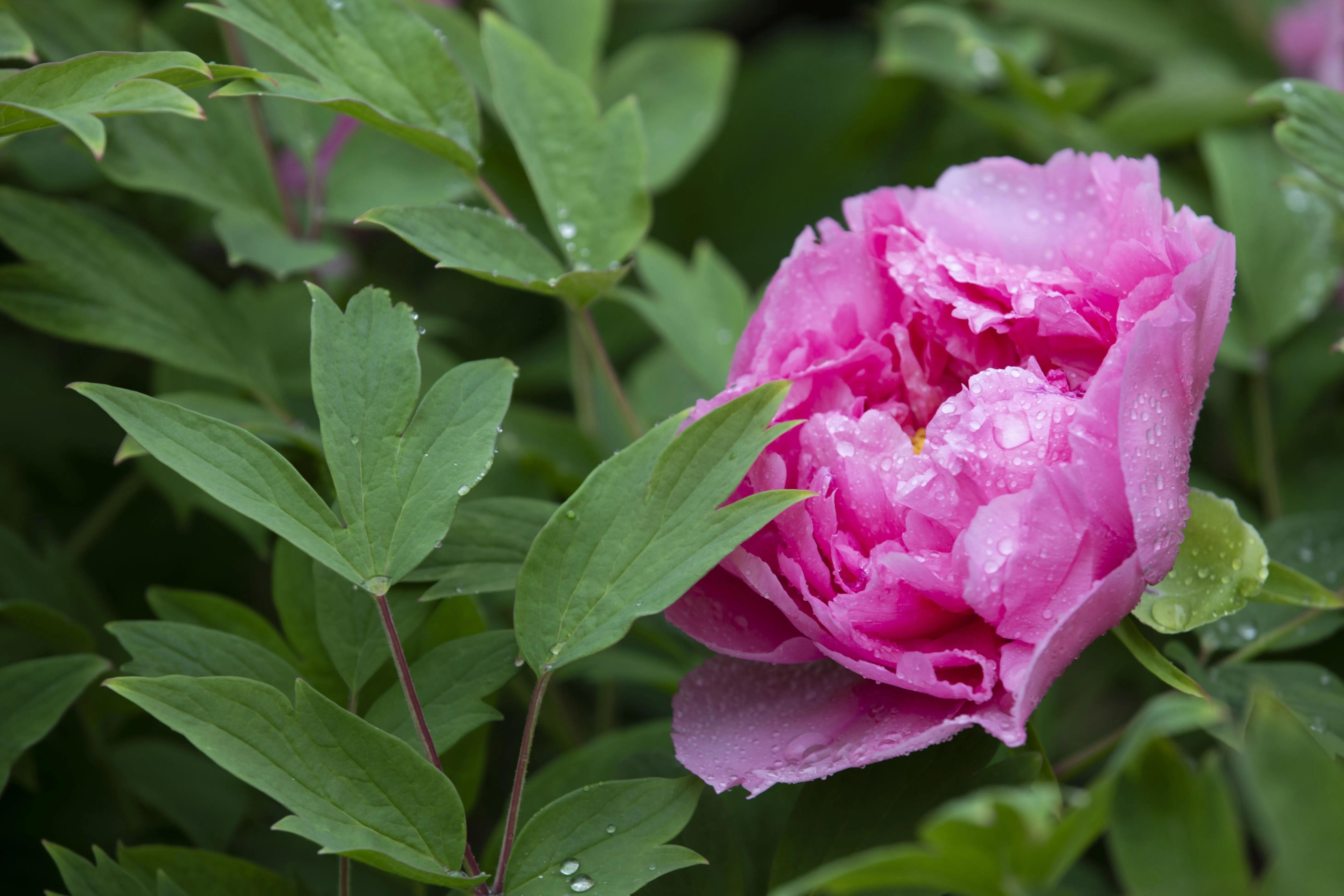 牡丹花开得雍容华贵芳香四溢,牡丹花开雍容华贵视频