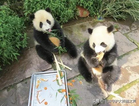 每天认识一只大熊猫北川,每天认识一只狗狗