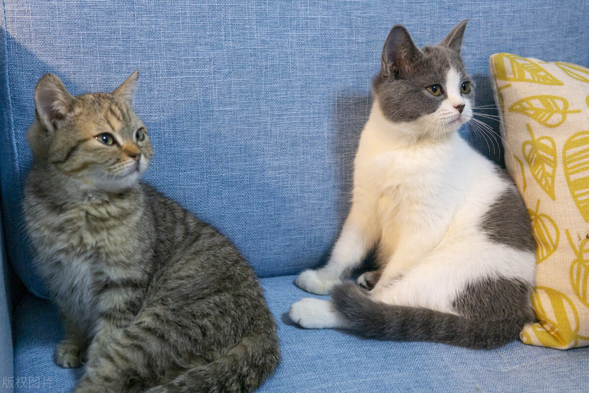 猫瘟有自愈的可能吗,猫瘟不输液必死吗