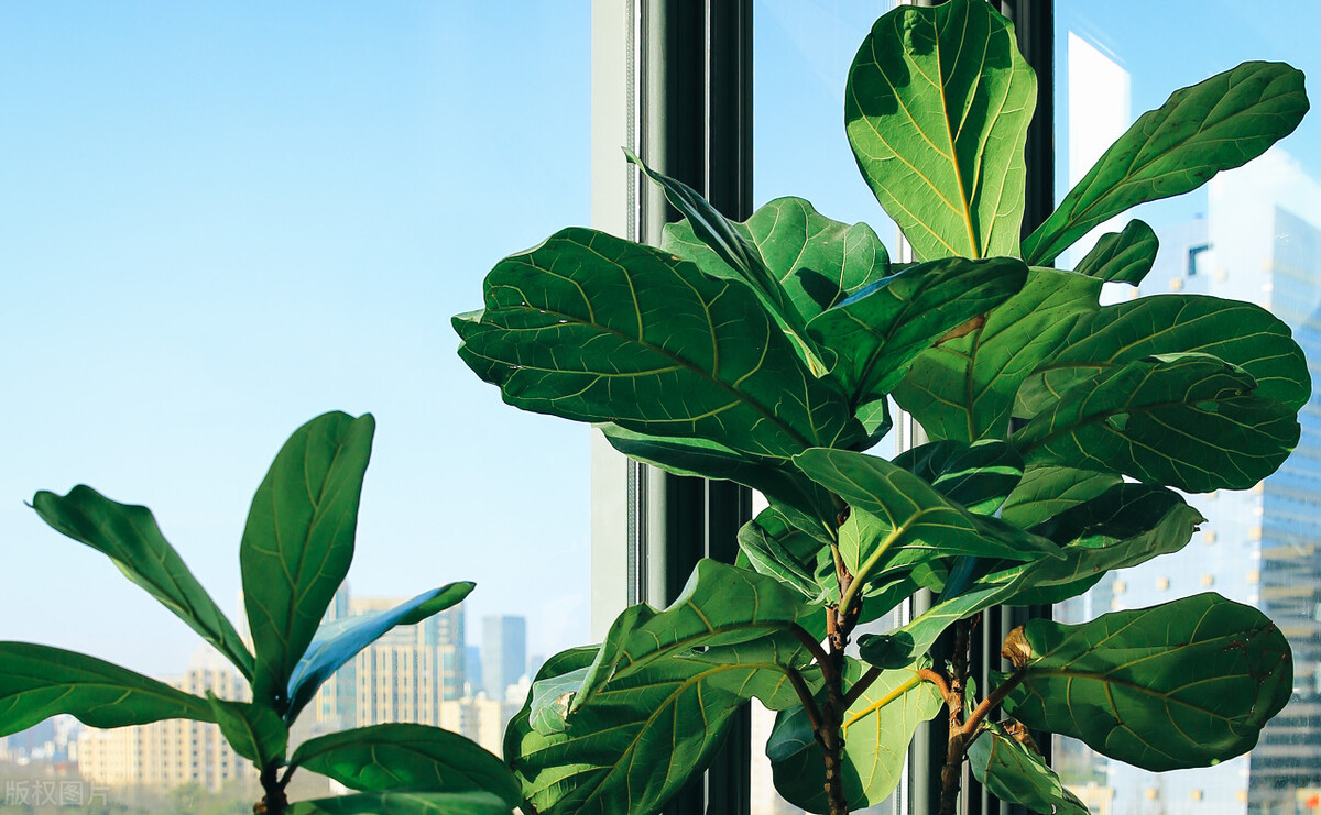 十大最适合懒人养的绿植,什么绿植适应懒人盆养殖