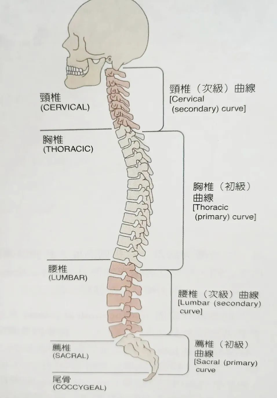 「诺总侦破日记」低头族颈椎失效模式的技术分析