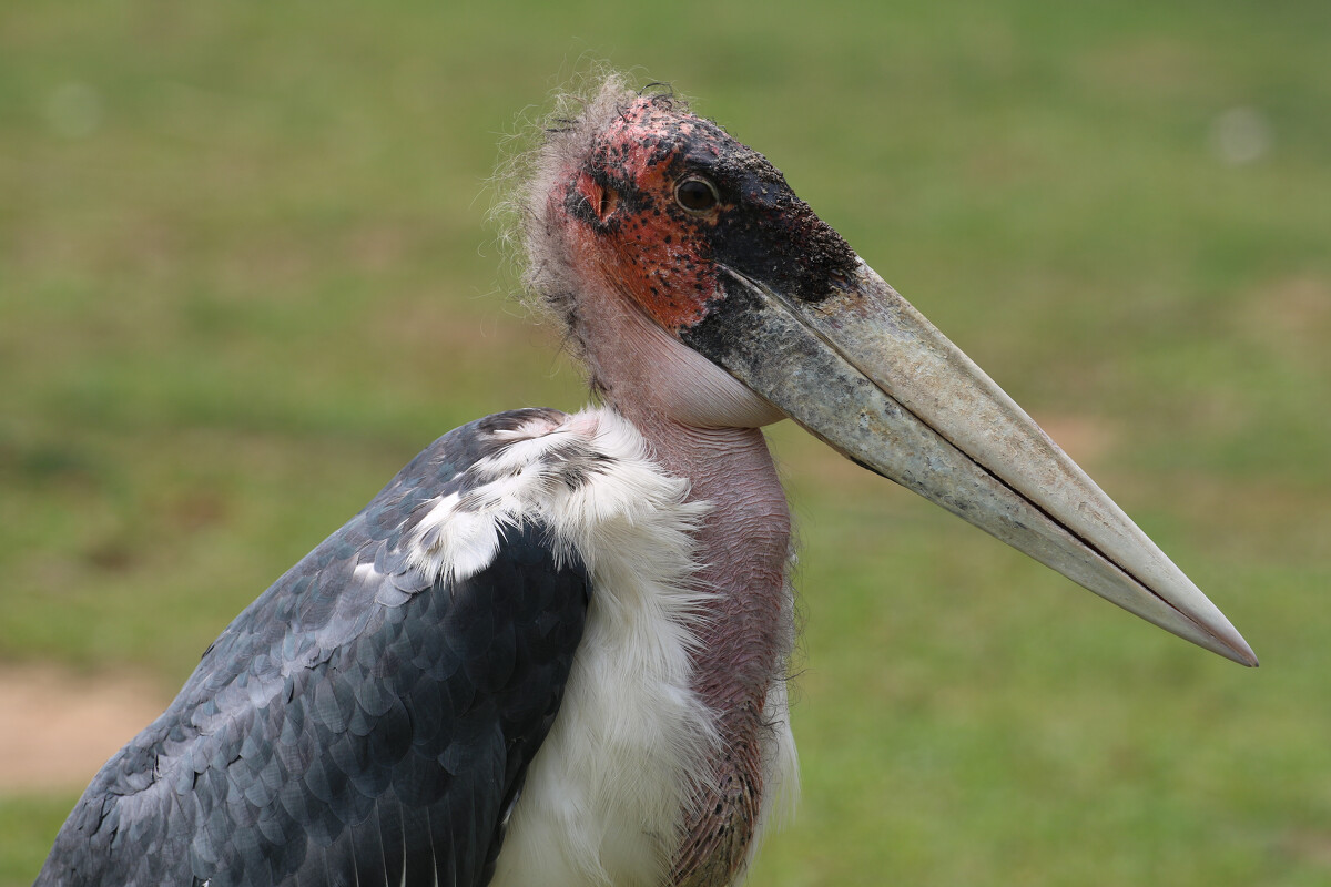 消失40多年的超丑大鸟现身大理，传说能克死皇帝？如今超受欢迎！