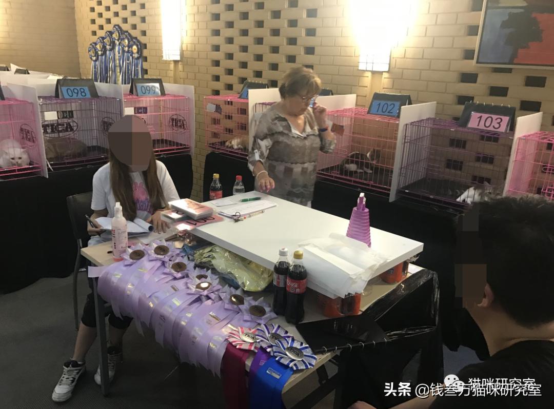 新手养猫便宜选择哪种猫,买纯种猫注意事项有哪些