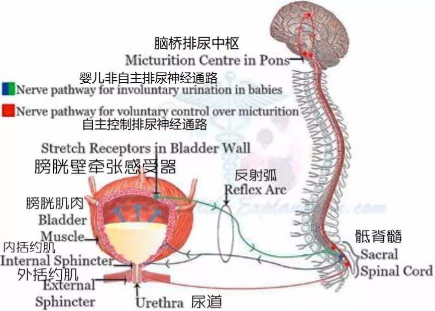 男性尿完尿为什么会抖一下,为什么尿完尿会抖一下