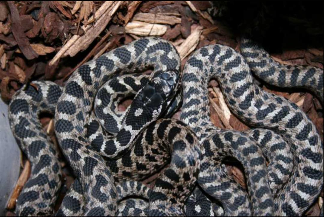 「原来欧洲有这么多种蛇？！」偷师卡塞尔的豢龙大师·下