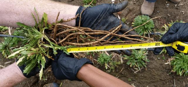 寻找替代来源，固特异和美国防部合作，从蒲公英中制造天然橡胶