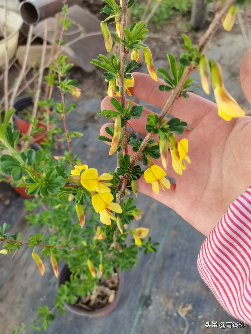 锦鸡儿的移栽方法,锦鸡儿的种植方法视频