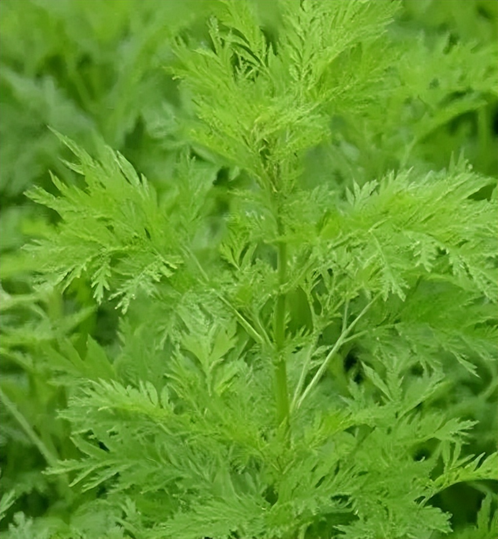 植物提取物是智商税嘛,植物提取物属于食品吗