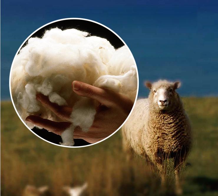 新品上市|朱莉Ⅲ床垫,源自新西兰的绿色环保,打造“太空梦”