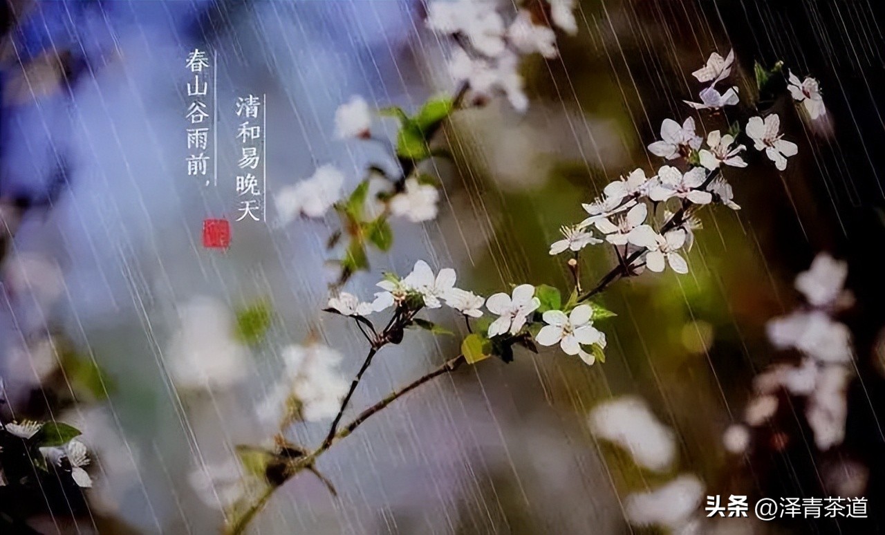 谷雨时节来杯谷雨茶,过了谷雨的茶有什么区别