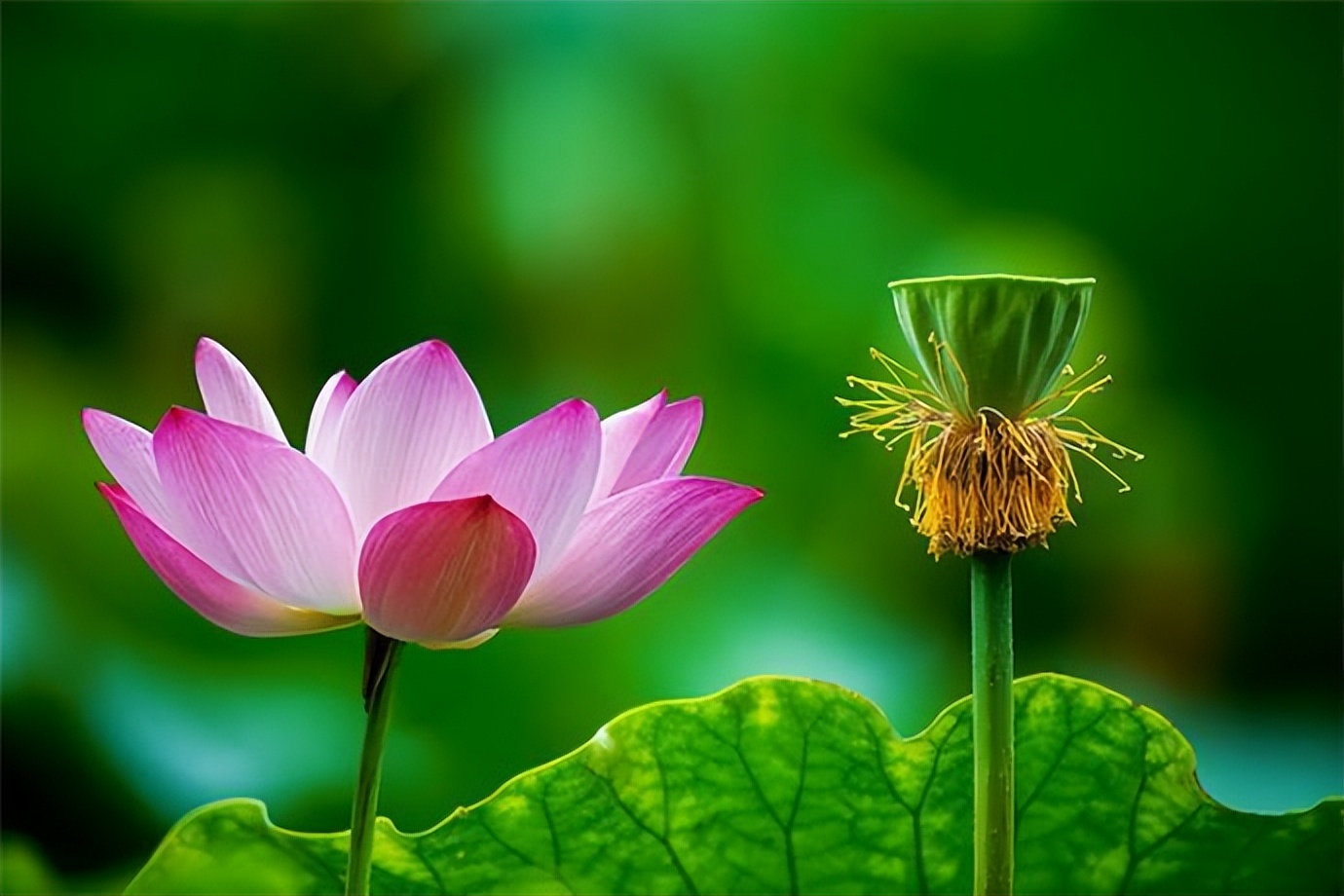 拥有大智慧的人,真正大智慧的人往往都很简单