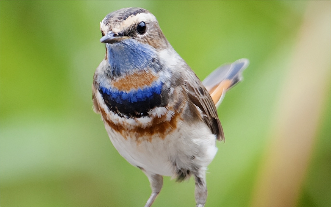 画眉鸟中国四大名鸟之一,四大名鸟绣眼是哪个品种