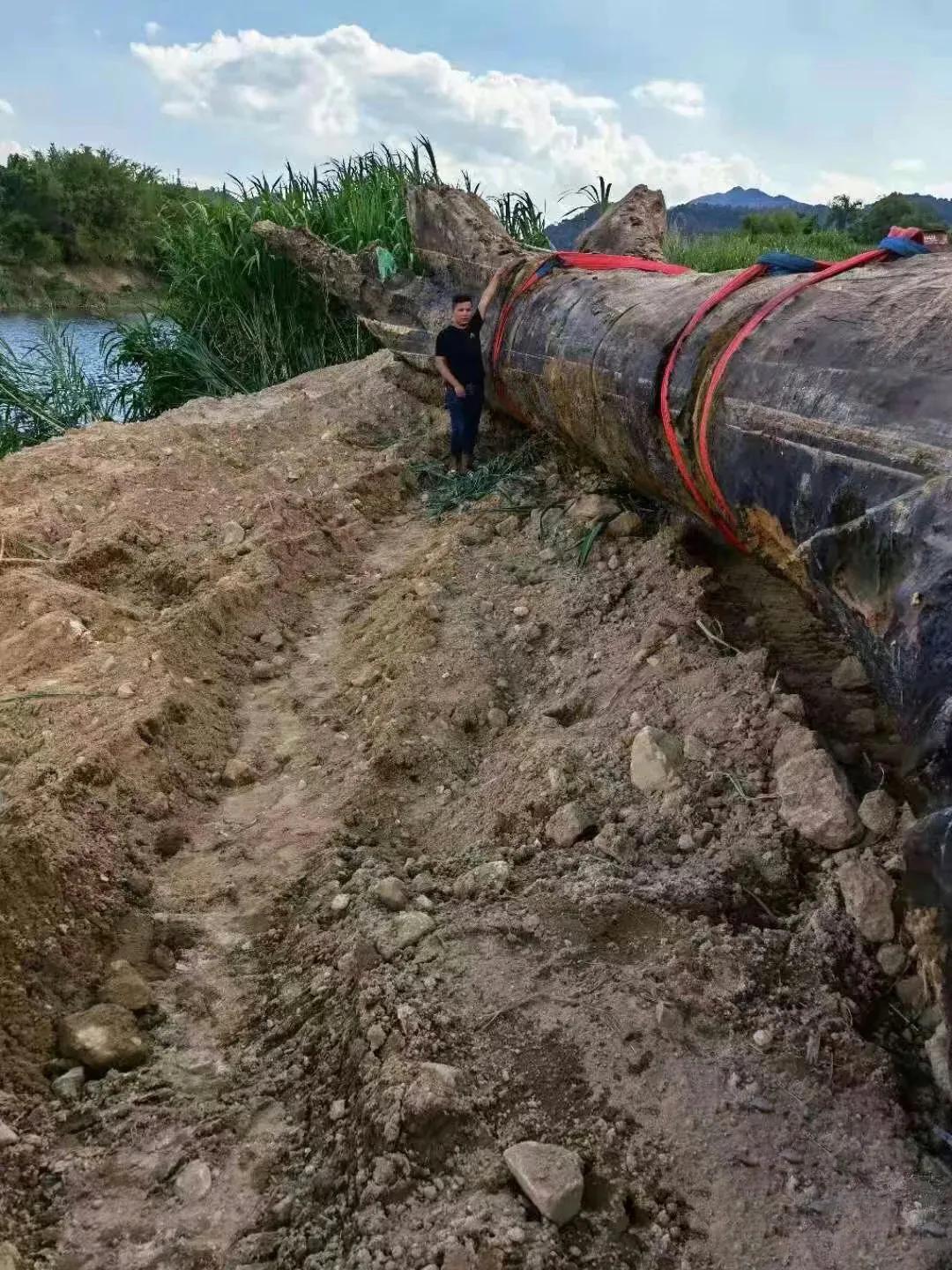 农村发现一棵金丝楠木价值一个亿,最贵的房屋价值八个亿金丝楠木