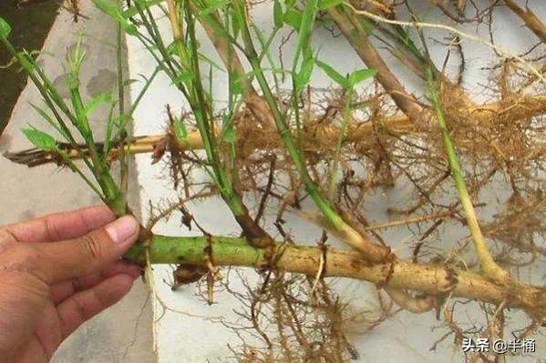 竹子开花马上搬家有这说法吗,竹子开花人要搬家有这种说法吗