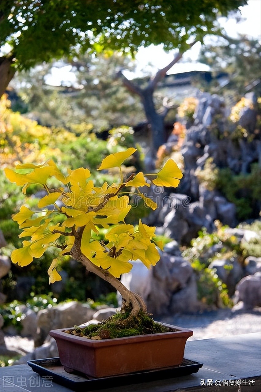 家里种幸福树风水的作用与禁忌,家中常见寓意发财好养的树