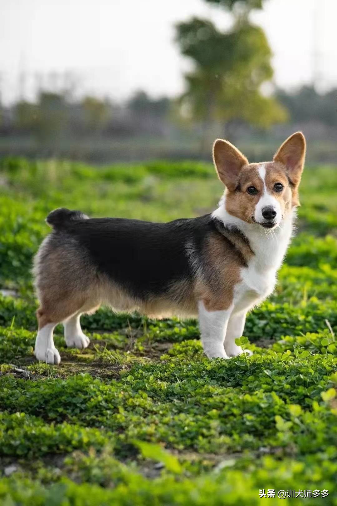 如何教狗吃训犬粮,训犬前应该怎么训练