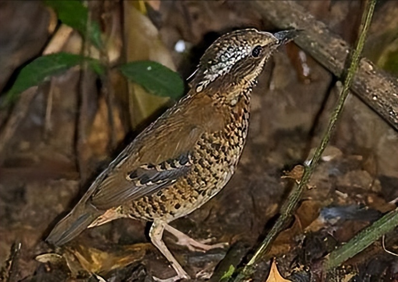 50张最佳鸟类摄影作品,鸟儿大全大图