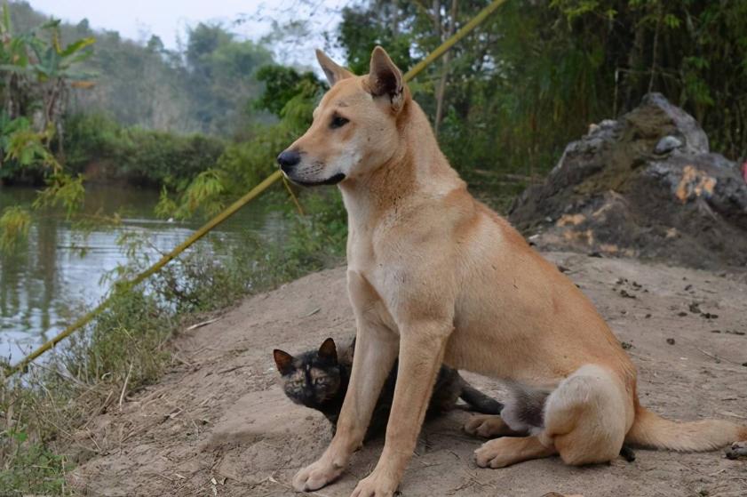 郭德纲有四不吃，分别为：牛、鸿雁、乌鱼、狗，为什么不吃呢？