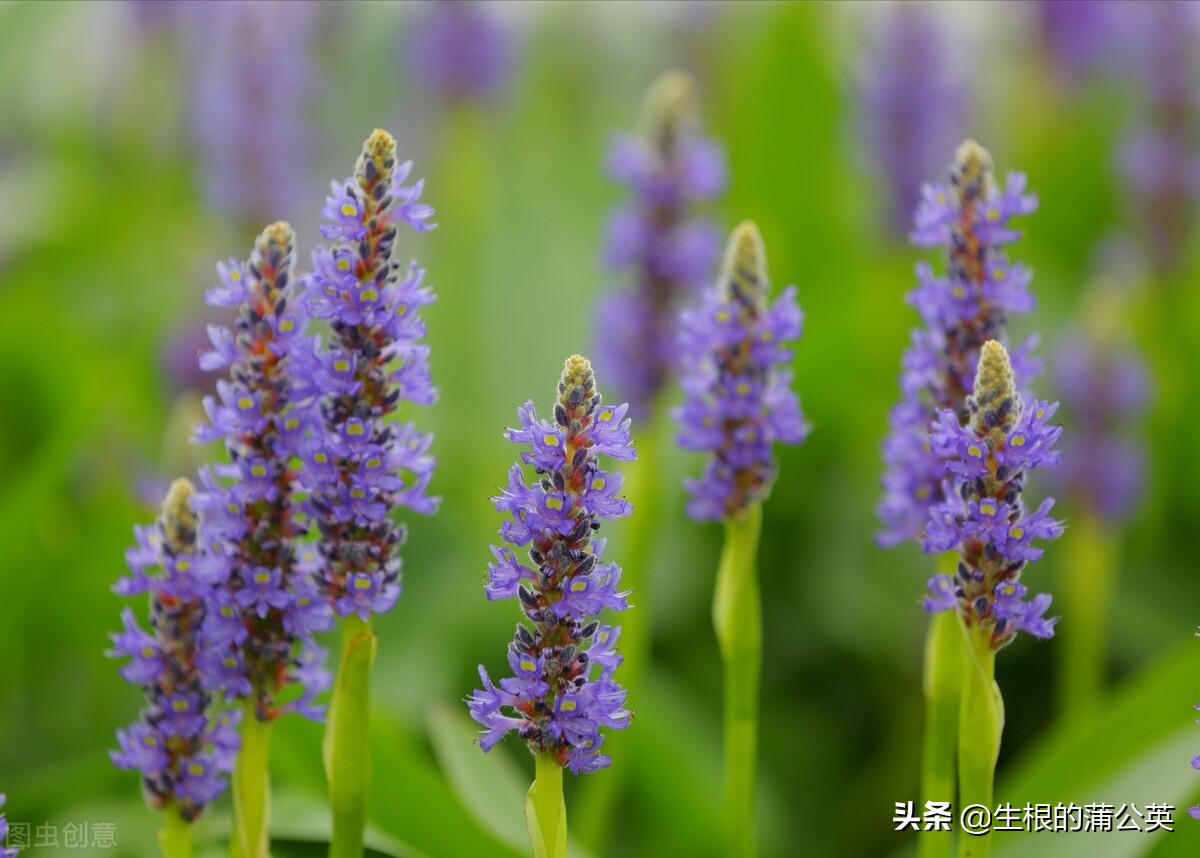 水生花卉栽培方法和技术,十种常见水生花卉