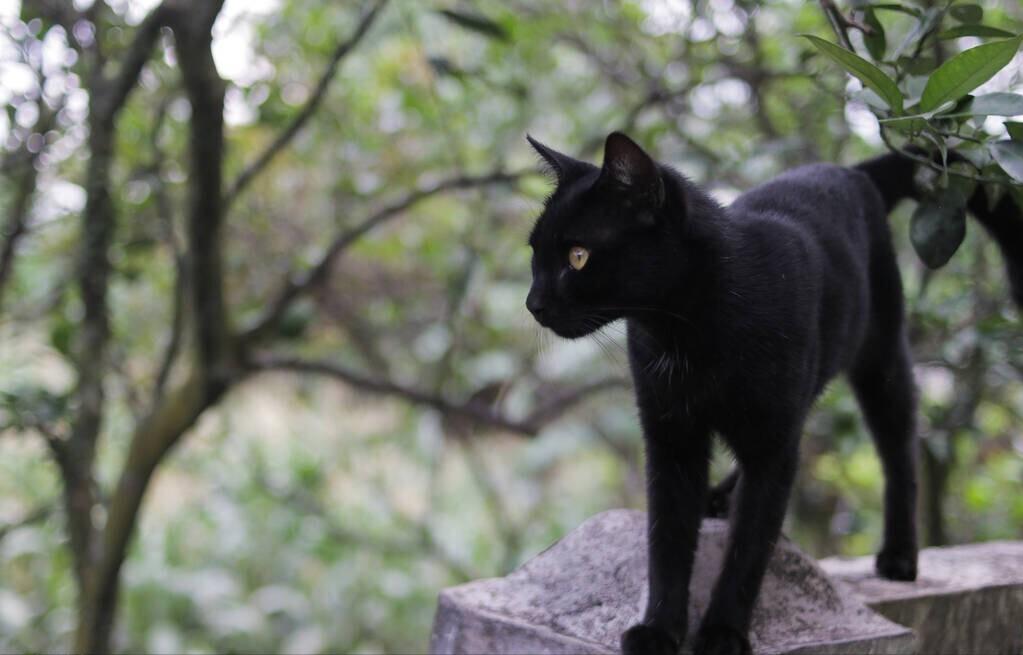 养猫老人家不让养,老人说养猫不好