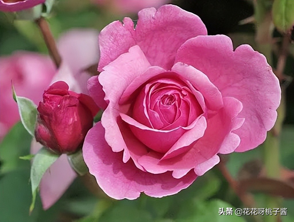 黄色月季哪个品种耐热耐晒抗病强,最耐热耐晒的切花藤本月季品种