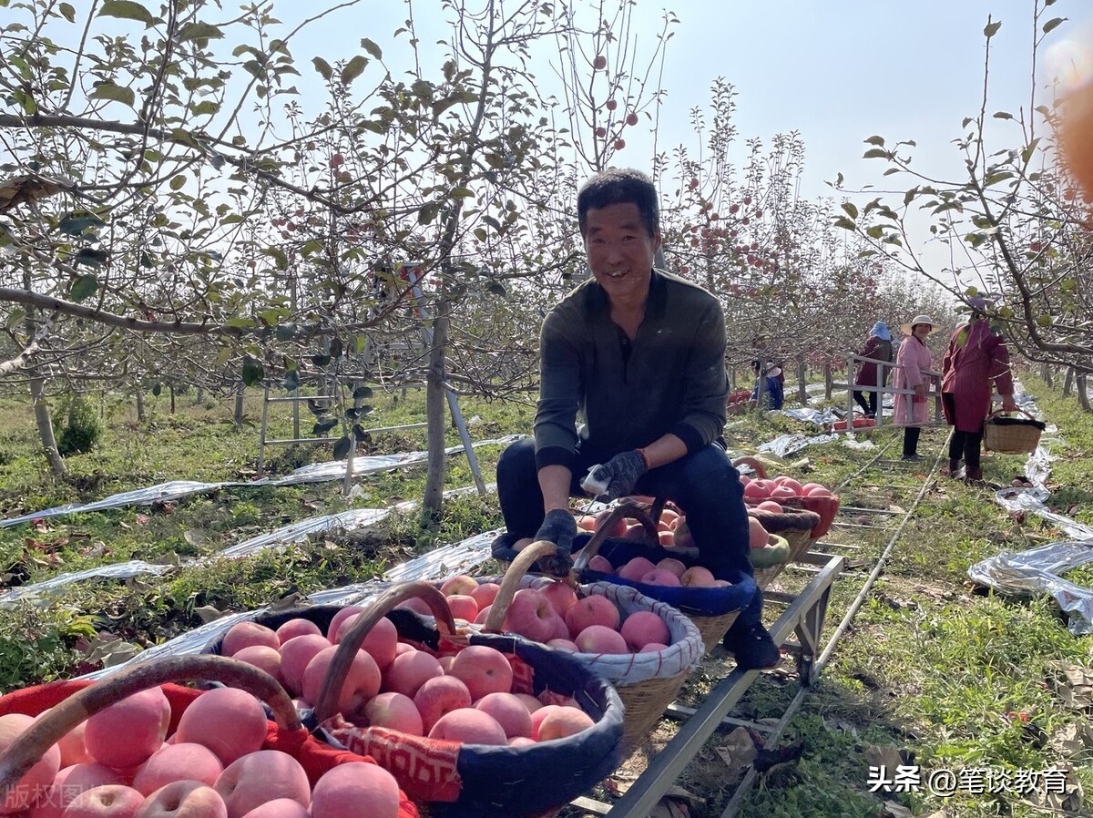 超市的苹果一般多少钱,超市里苹果的单价多少元