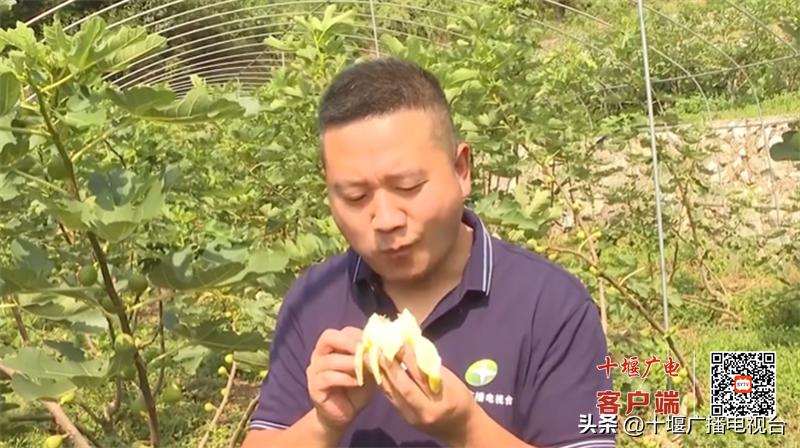 十堰郧阳翻山堰无花果采摘,翻山堰村无花果