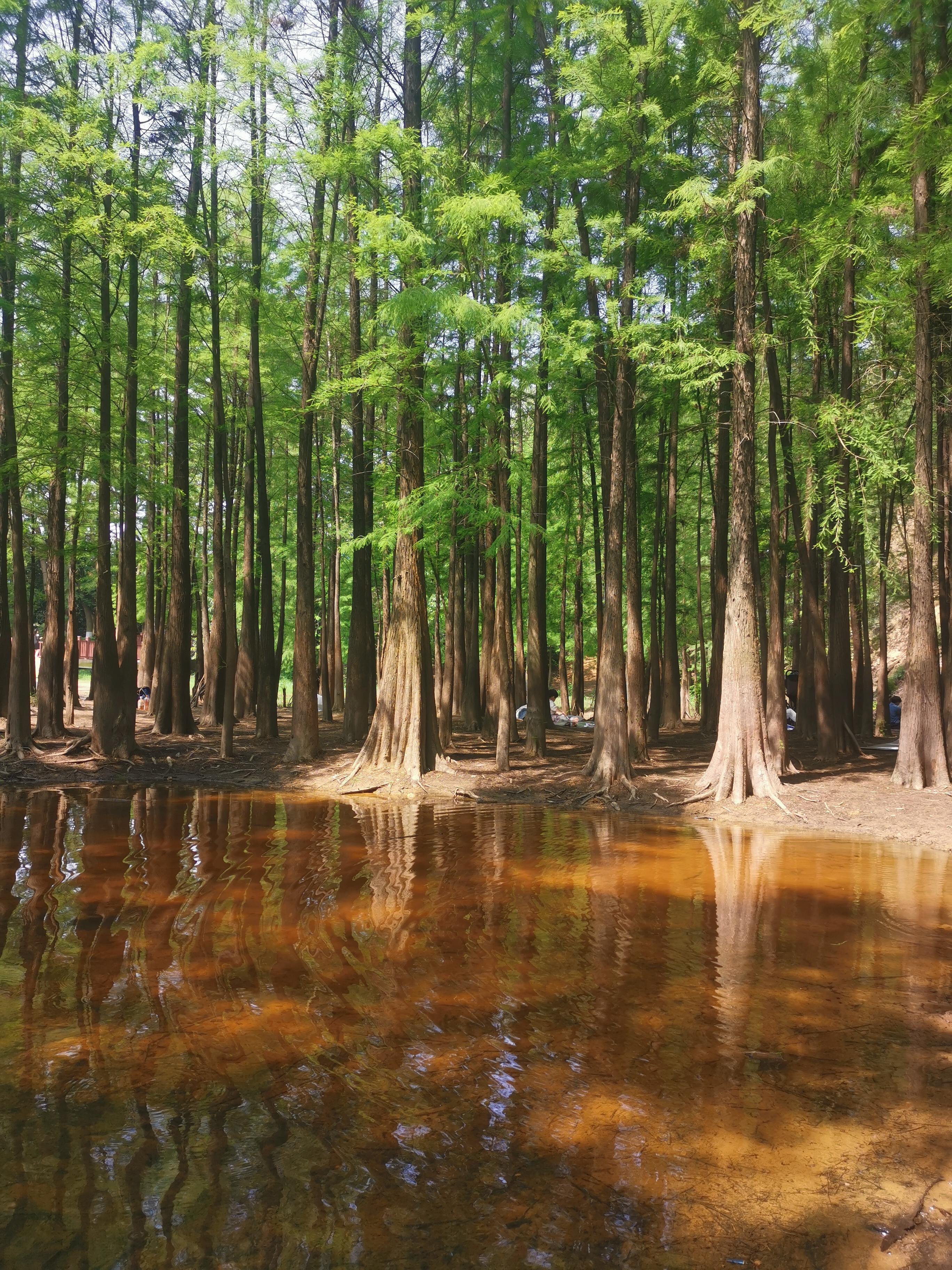 大夫山一日游自由行,大夫山一日游周记
