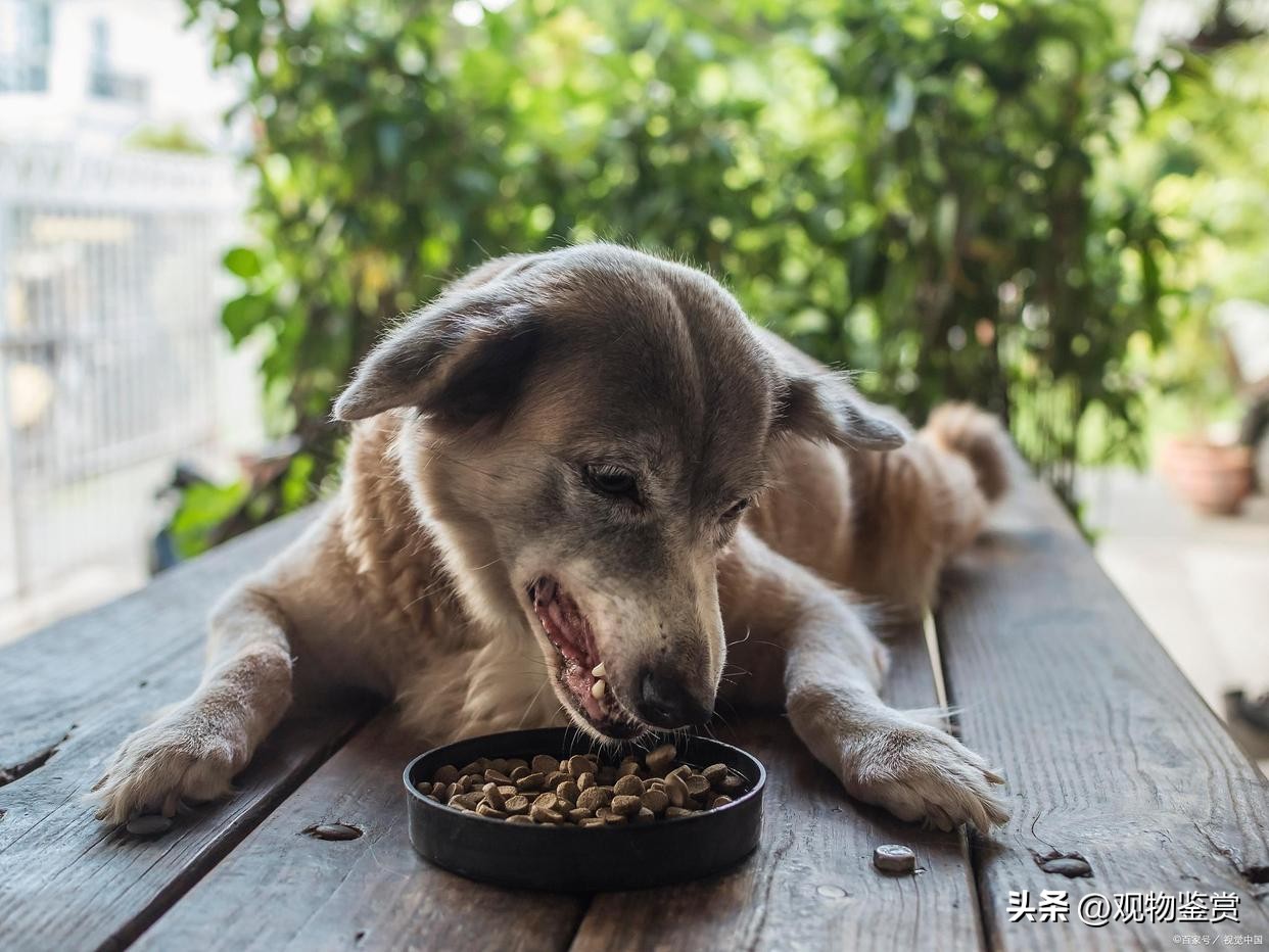 狗狗吃便便会出什么问题,狗狗会吃垃圾怎么办