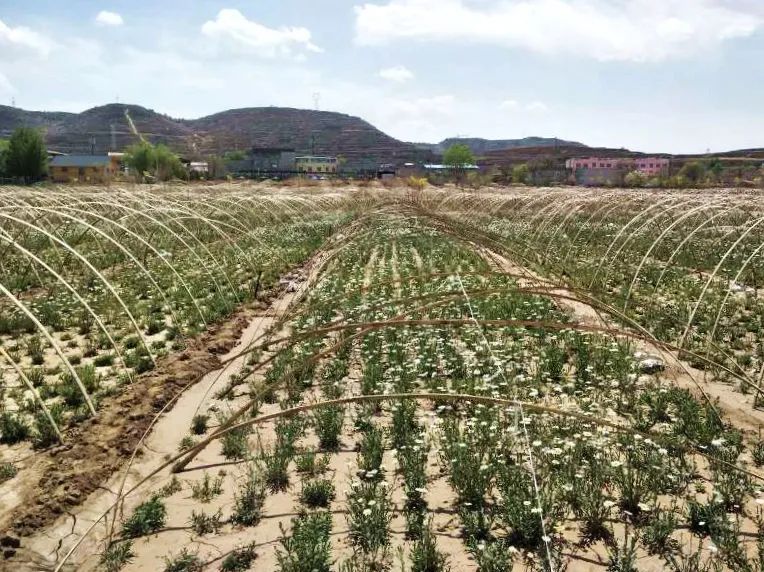 金城著名地方,金城历史由来