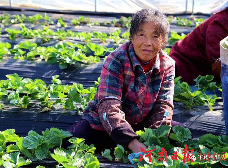 信阳市平桥区：“85后”小伙逐梦田园过上了向往的“莓”好生活